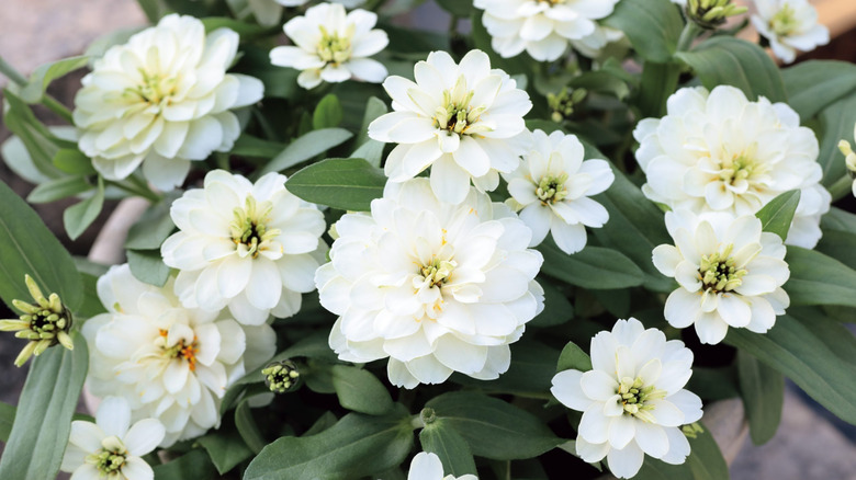 flowering zinnia profusion double white improved