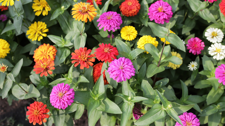 Colorful zinnias in full bloom in a garden