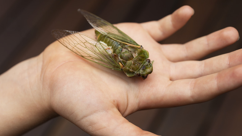 Hand holding dead green cicada