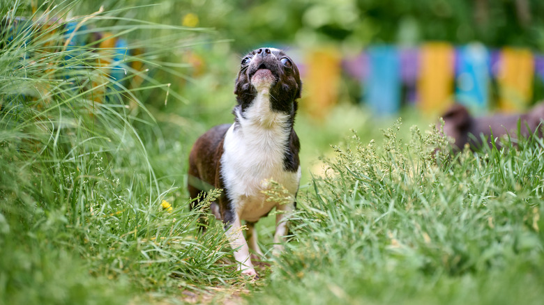 A lively chihuahua explores a garden path