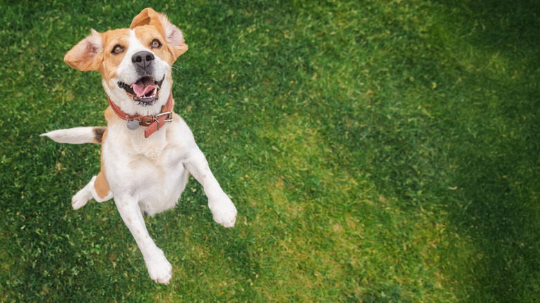 A joyful beagle jumps on the grass with an open mouth on a sunny day