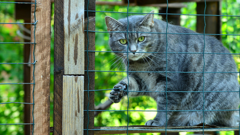 A gray cat looks out on the backyard from a catio enclosed in wire