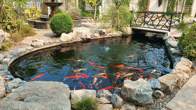 A koi pond lined with stones with colorful fish swimming inside