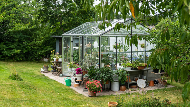 Glass greenhouse filled with plants in lush garden setting