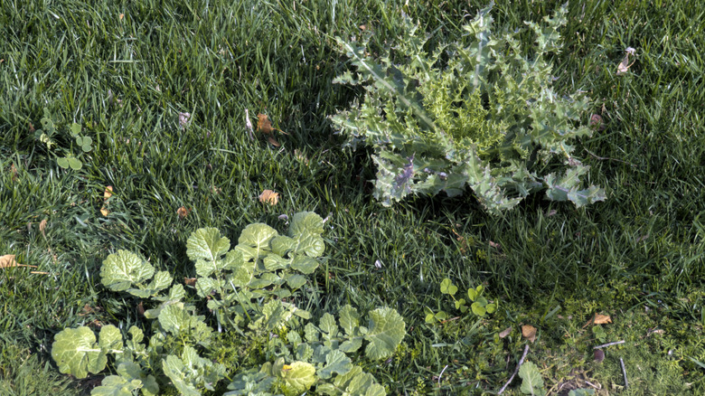 Weeds growing in a green lawn