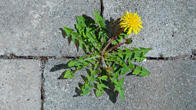 dandelion growing in sidewalk