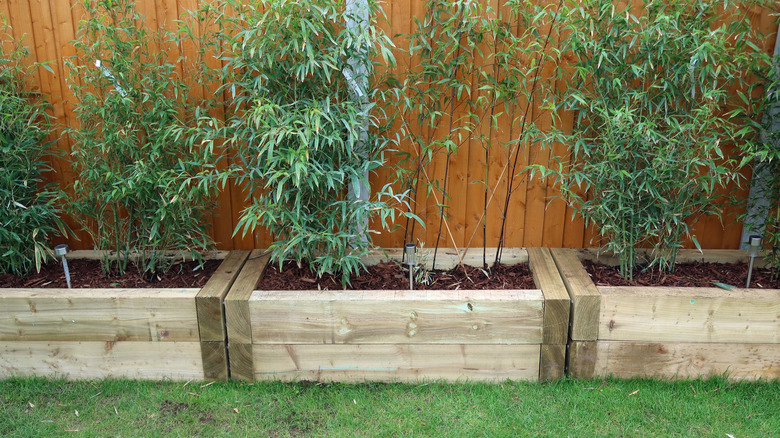 Clumping bamboo grown in raised planters as a privacy screen