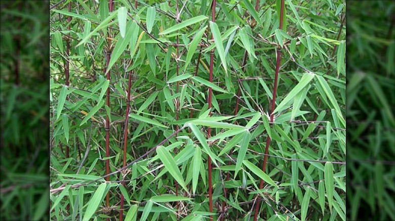 A clump of young red bamboo plants