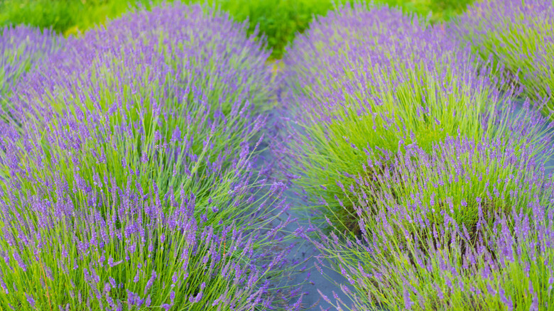 A lush lavender garden