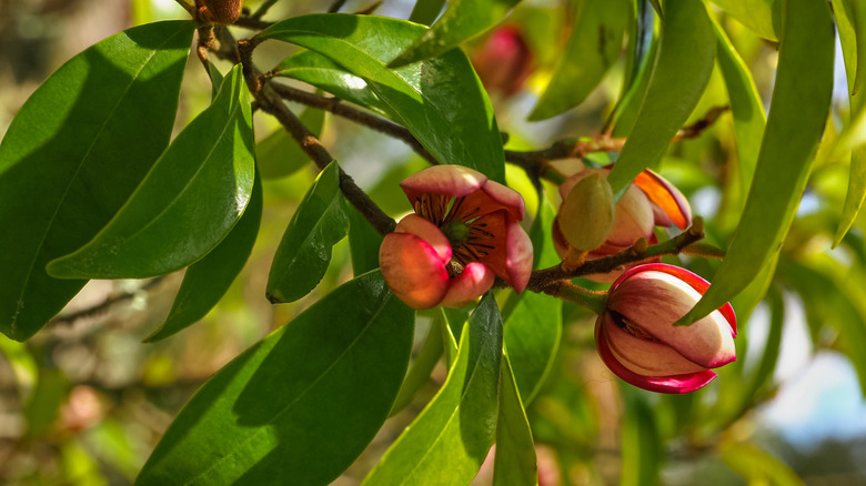 Purple red flowers and foliage of the banana shrub Magnolia figo