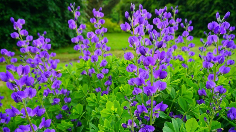 Purple baptisia plant flooming