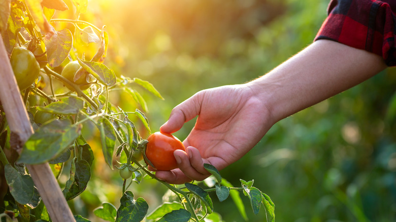 Farmer holding fresh tomatoes at sunset.