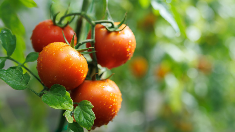 A bunch of mature tomatoes growing on a plant in a greenhouse.