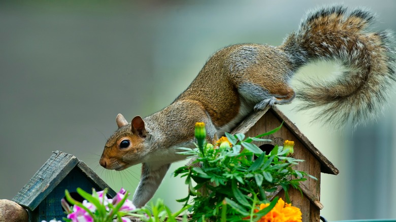 Squirrel near plants