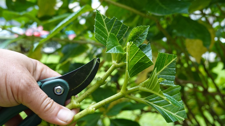 Person cutting plants