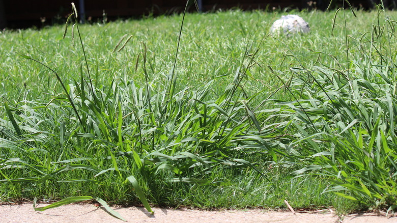 lawn overrun by crabgrass