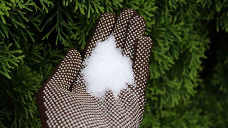 The Bathroom Staple That'll Keep Hungry Groundhogs Out Of Your Yard