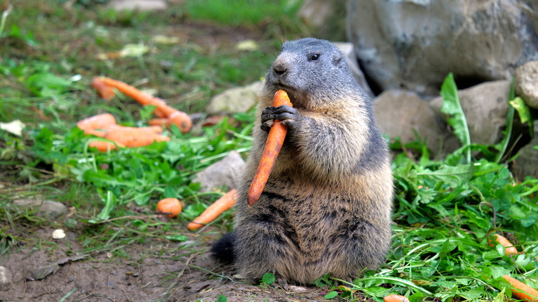 groundhog eating carrot