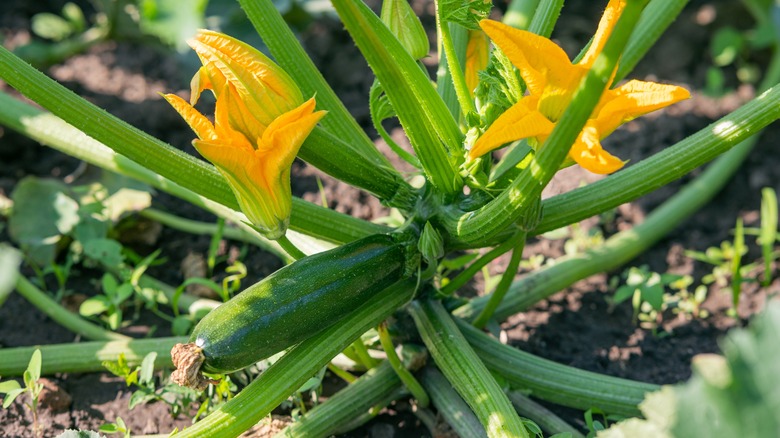 squash plant with flowers