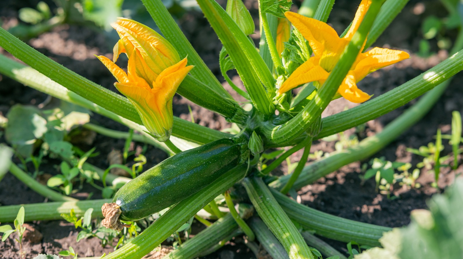 The Bathroom Staple You'll Want To Keep On Hand When Growing Squash In