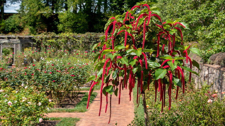 Walkways and flowering plants in Biltmore Estate Gardens