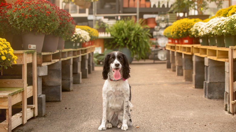 Dog in garden center with mums