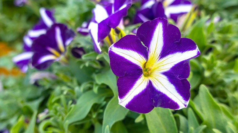 purple and white striped petunias 