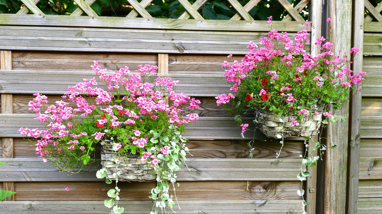 Two containers on the fence filled with pink Diascia flowers