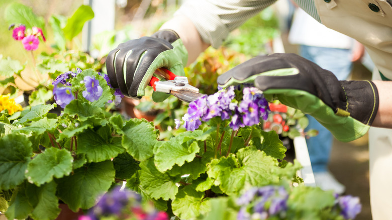 A gardener pruning flowering container plants