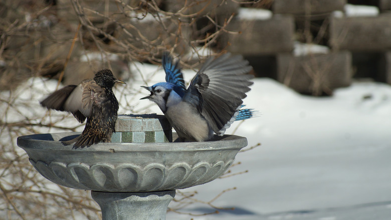 A blue jay, wings spread, aggressively yelling at a starling as they both sit on a stone birdbath.