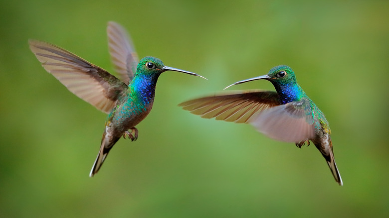 two hummingbirds mid flight