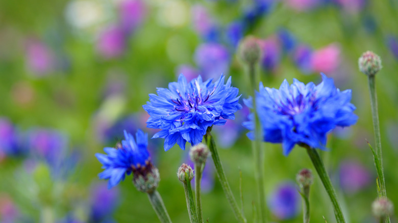 close-up of blue cornflowers