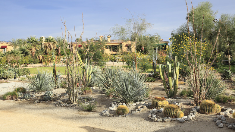 garden in desert