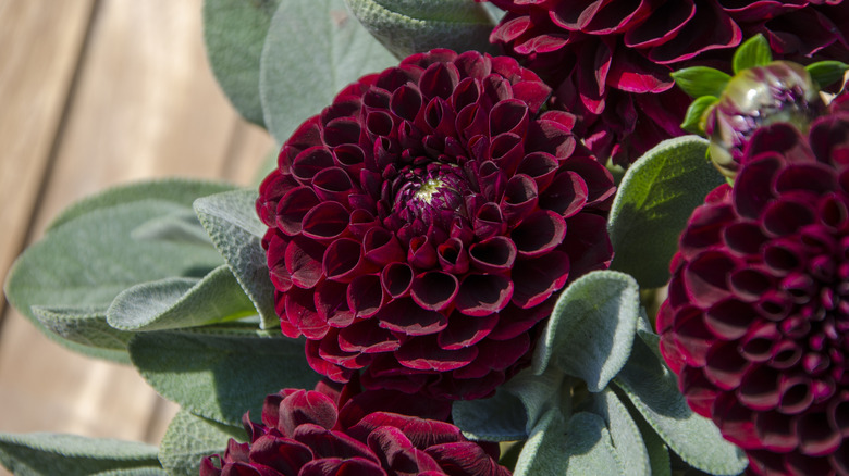 Burgundy dahlias next to silver foliage
