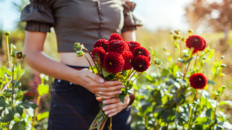 A person picking burgundy dahlias in a field