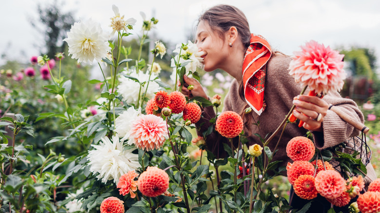 A person picking and smelling dahlias in garden