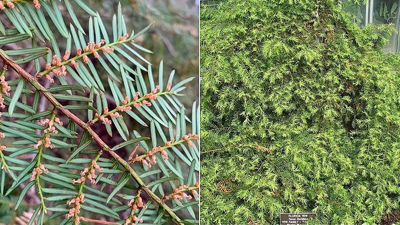 Split image showing the closeup of a male Florida yew branch with the pollen cones on the left and a young tree growing more as a shrub on the right.