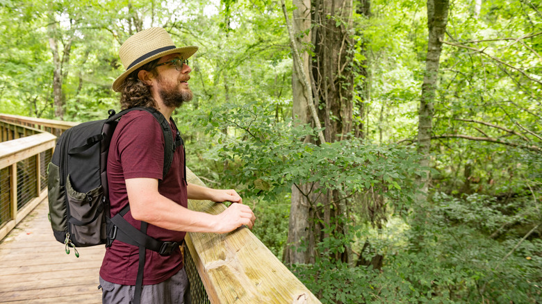 A hiker admiring the trees while on a boardwalk through a forest in Florida.