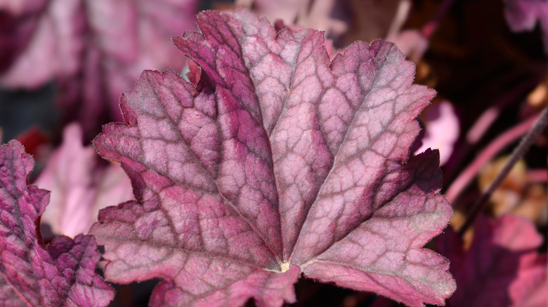 A closeup of a purple heuchera 'Berry Smoothie' leaf