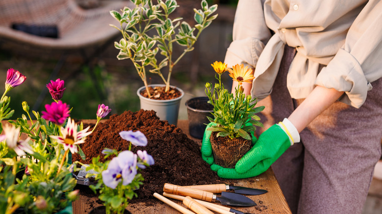 A person planting flowers into the garden