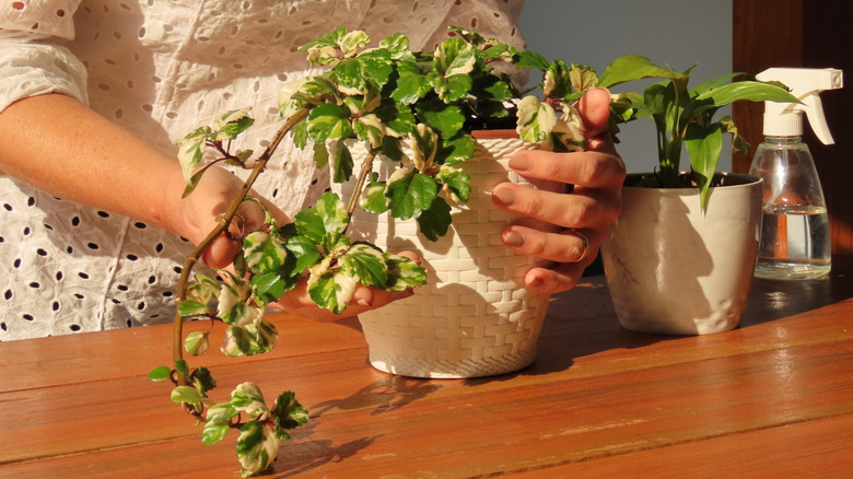 A woman holding a potted Swedish ivy with variegated leaves, on a wooden table