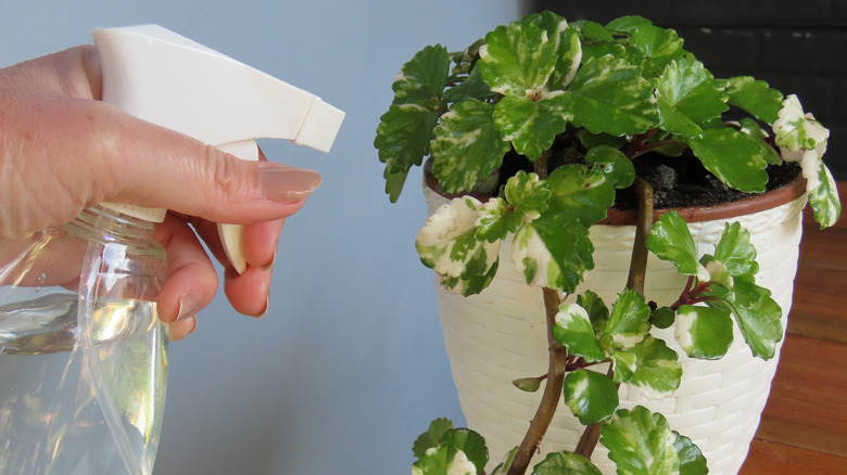 Someone spraying water onto a potted Swedish ivy plant indoors