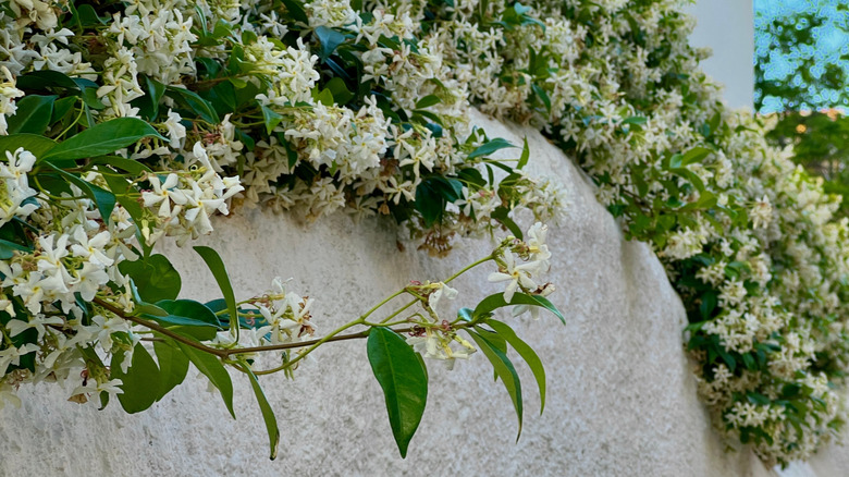 Star jasmine blooms on a wall.