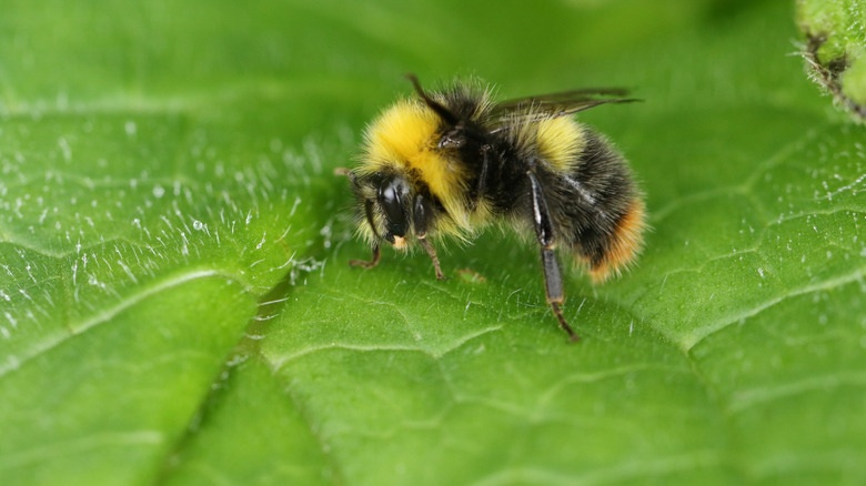 A bumble bee sits on a leaf.