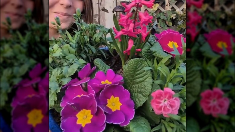 A woman holds a pot filled with pink flowers.