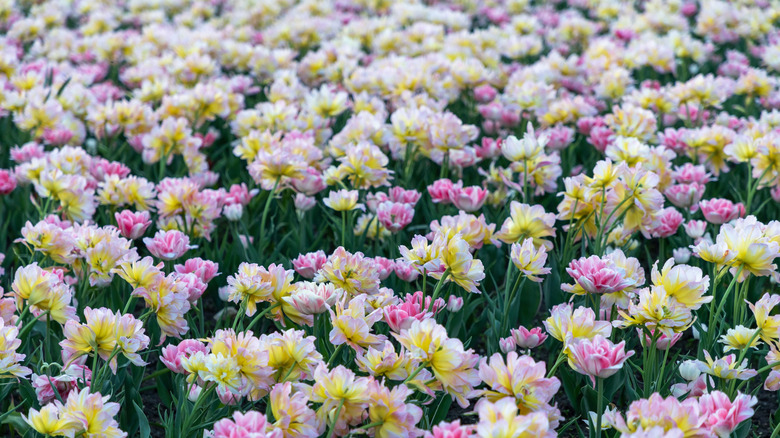 A field of pink, yellow, and white peony tulips growing