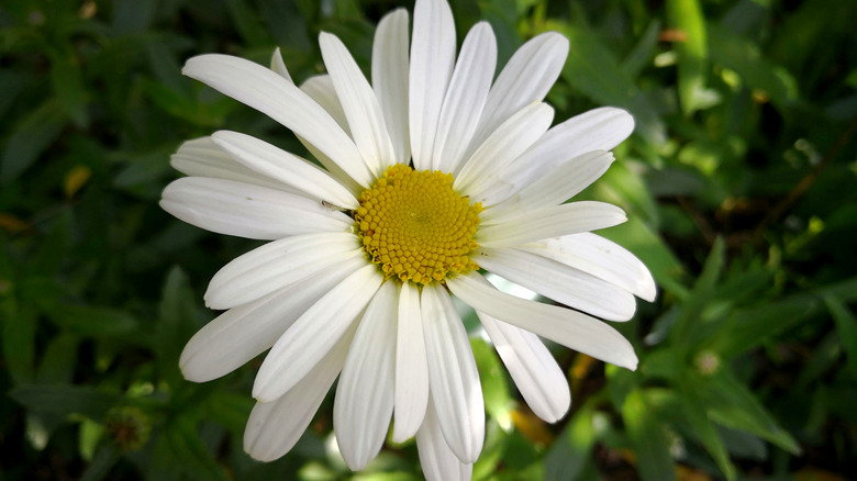 Chrysanthemum cinerariifolium