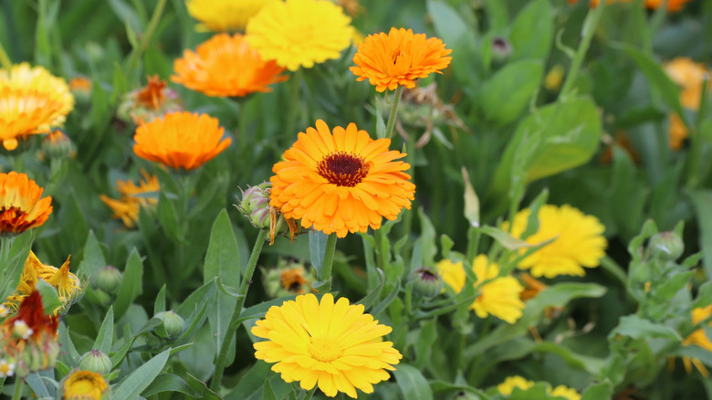 A close up of calendula flowers