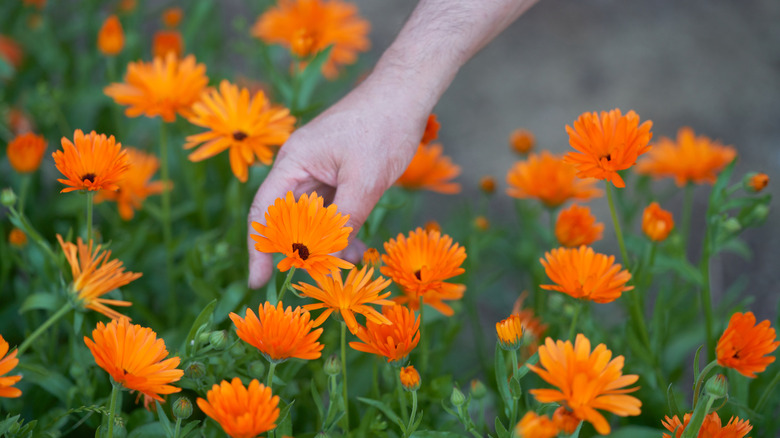 A hand touching the blooms of a calendula flower.