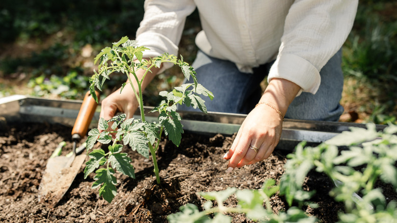 Someone planting tomatoes in a raised garden bed.